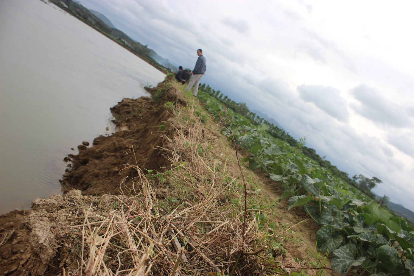 Bất lực nhìn sông Krông Nô 'ngoạm' đất trồng trọt nghiêm trọng ảnh 2