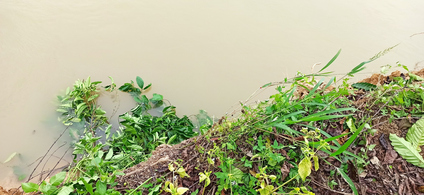 Bất lực nhìn sông Krông Nô 'ngoạm' đất trồng trọt nghiêm trọng ảnh 1