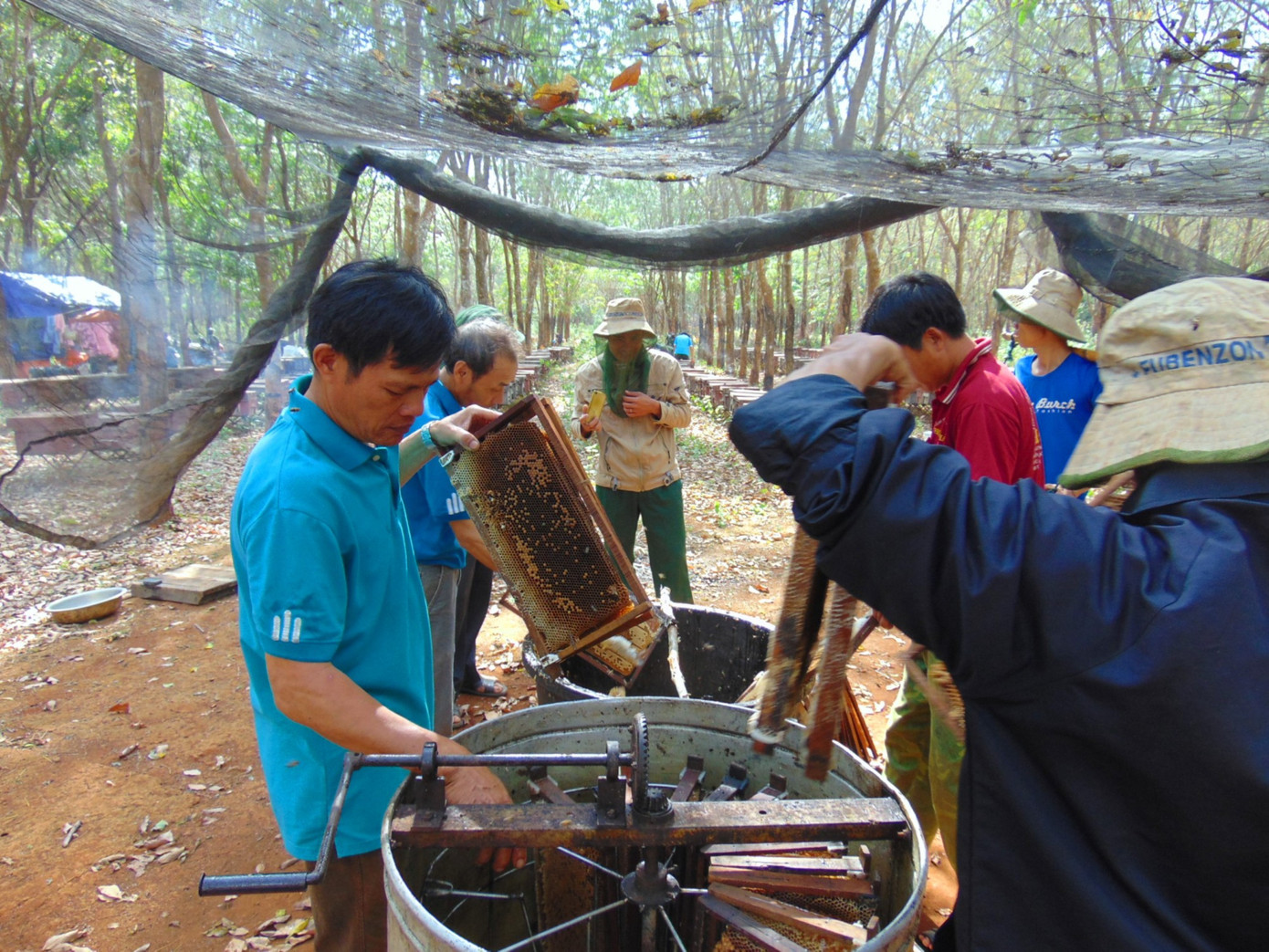 Lý thú đưa ong 'săn' hoa cà phê ảnh 6