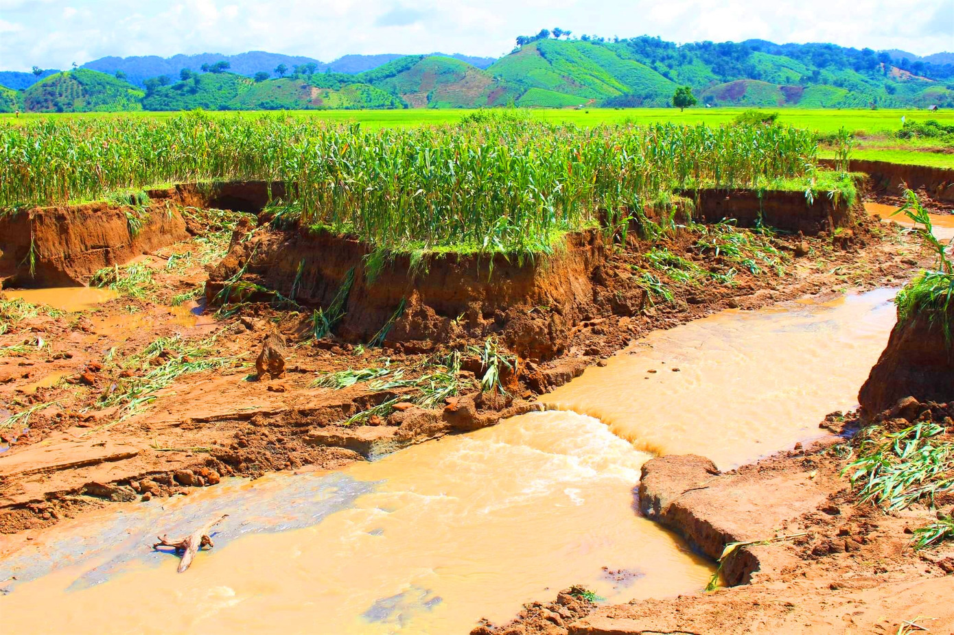 Ruộng lúa chìm trong nước lũ, hỏng đường dân sinh Đắk Lắk ảnh 2