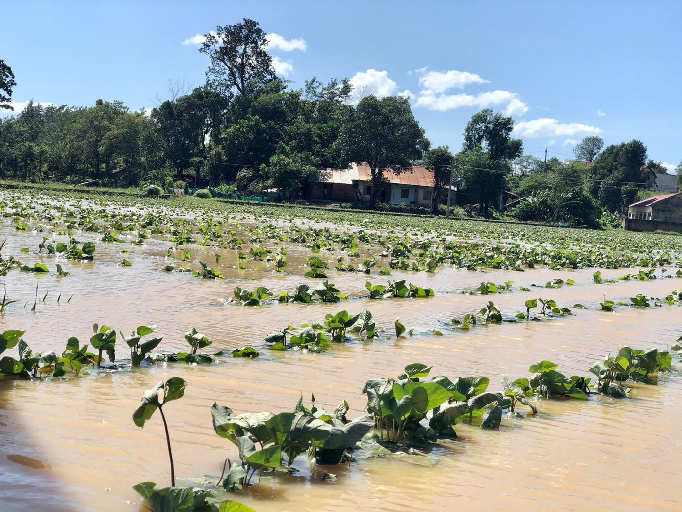 Nước lũ đổ về, hàng trăm hộ dân Đắk Lắk bị ngập nặng ảnh 2