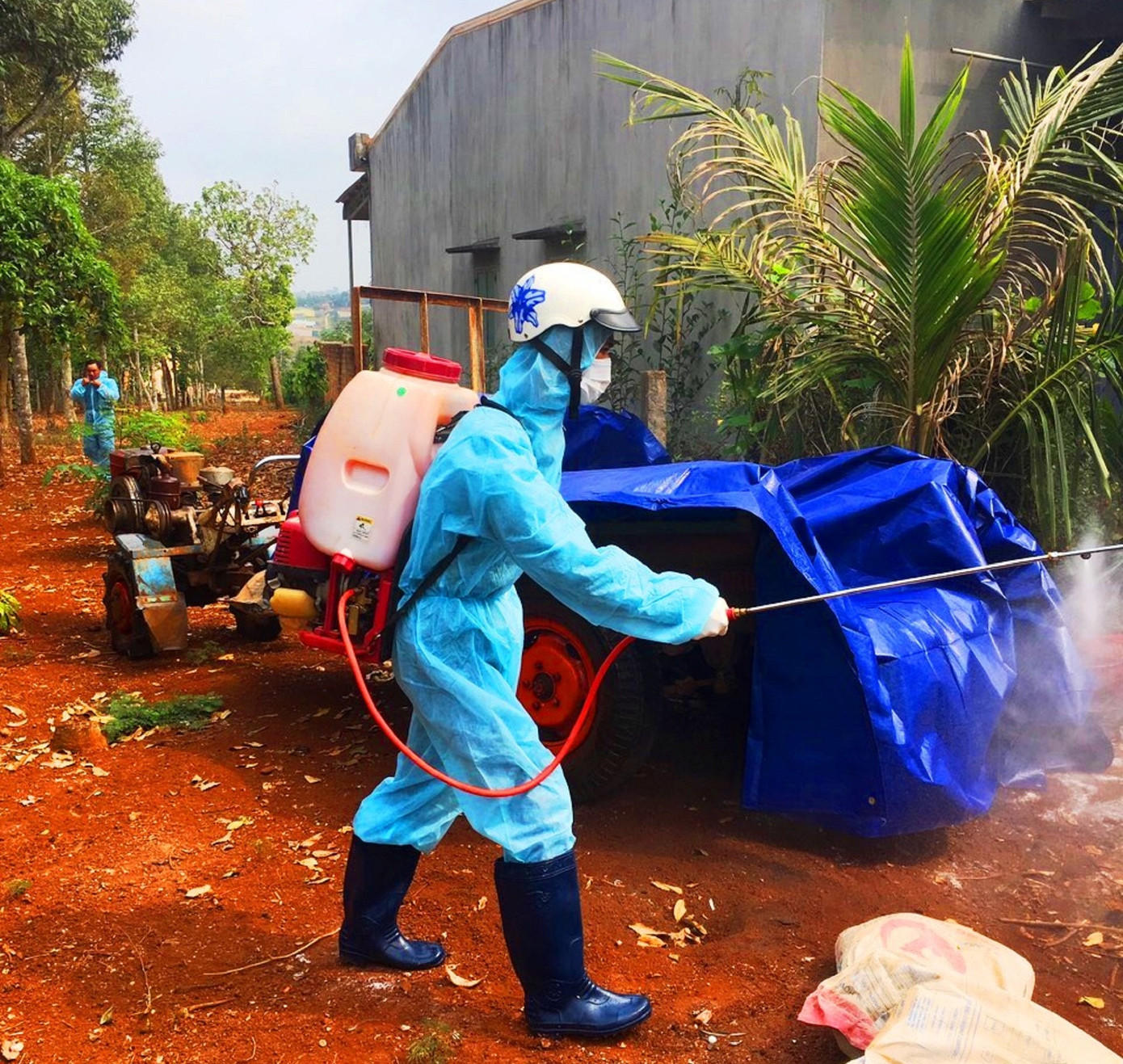 Đắk Lắk: Tái phát dịch tả lợn châu Phi ảnh 1