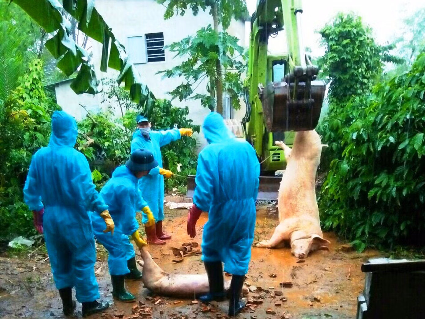 Nguy cơ tái phát dịch tả lợn châu Phi: Nhiều lỗ hổng khi tái đàn ảnh 2