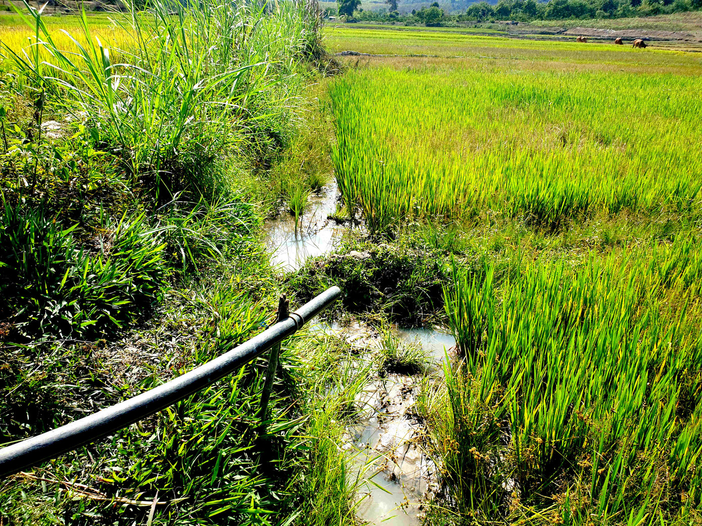 Tận thấy đồng đất cháy khô vì hạn hán ở Đắk Lắk ảnh 6