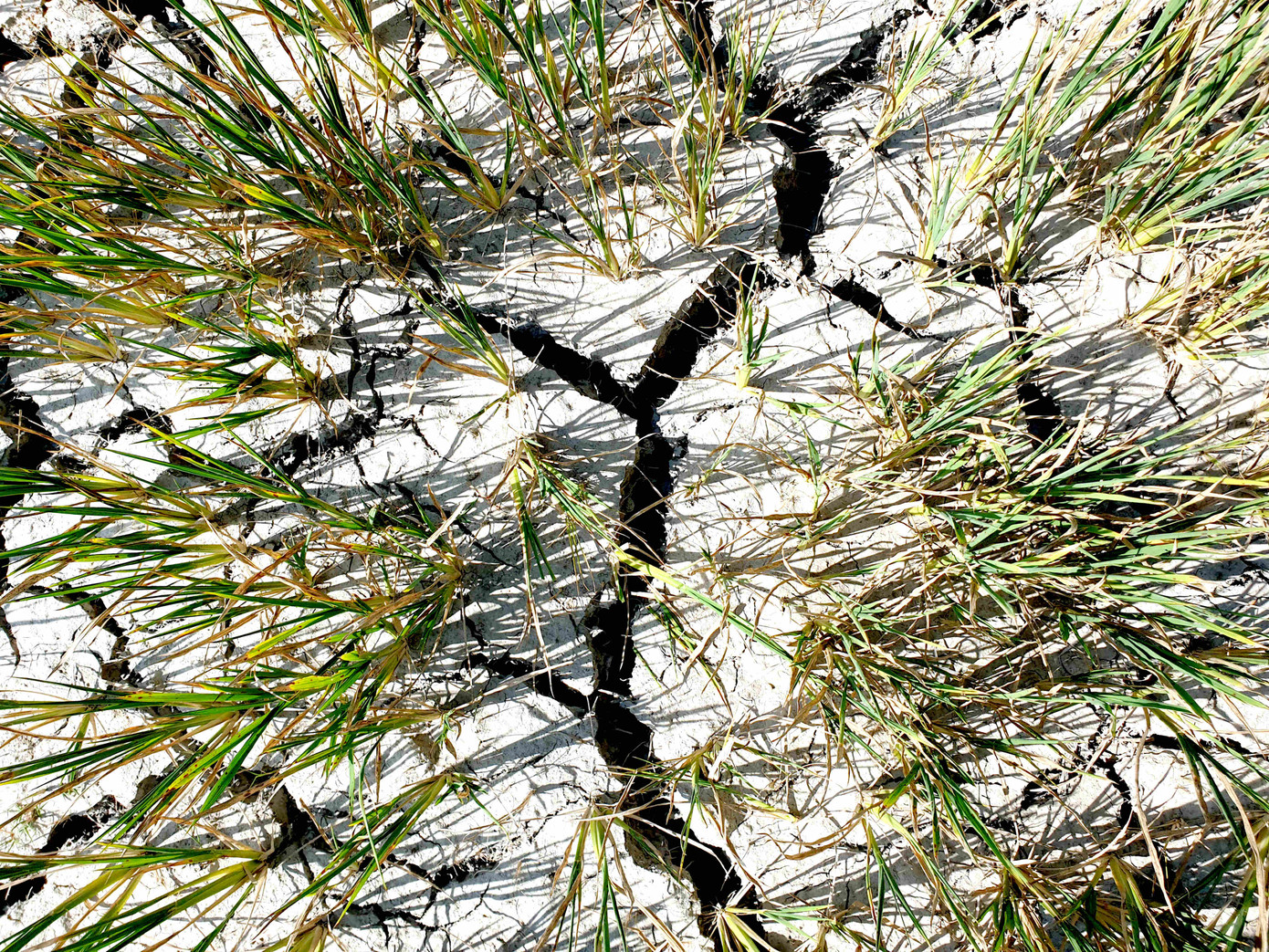 Tận thấy đồng đất cháy khô vì hạn hán ở Đắk Lắk ảnh 4