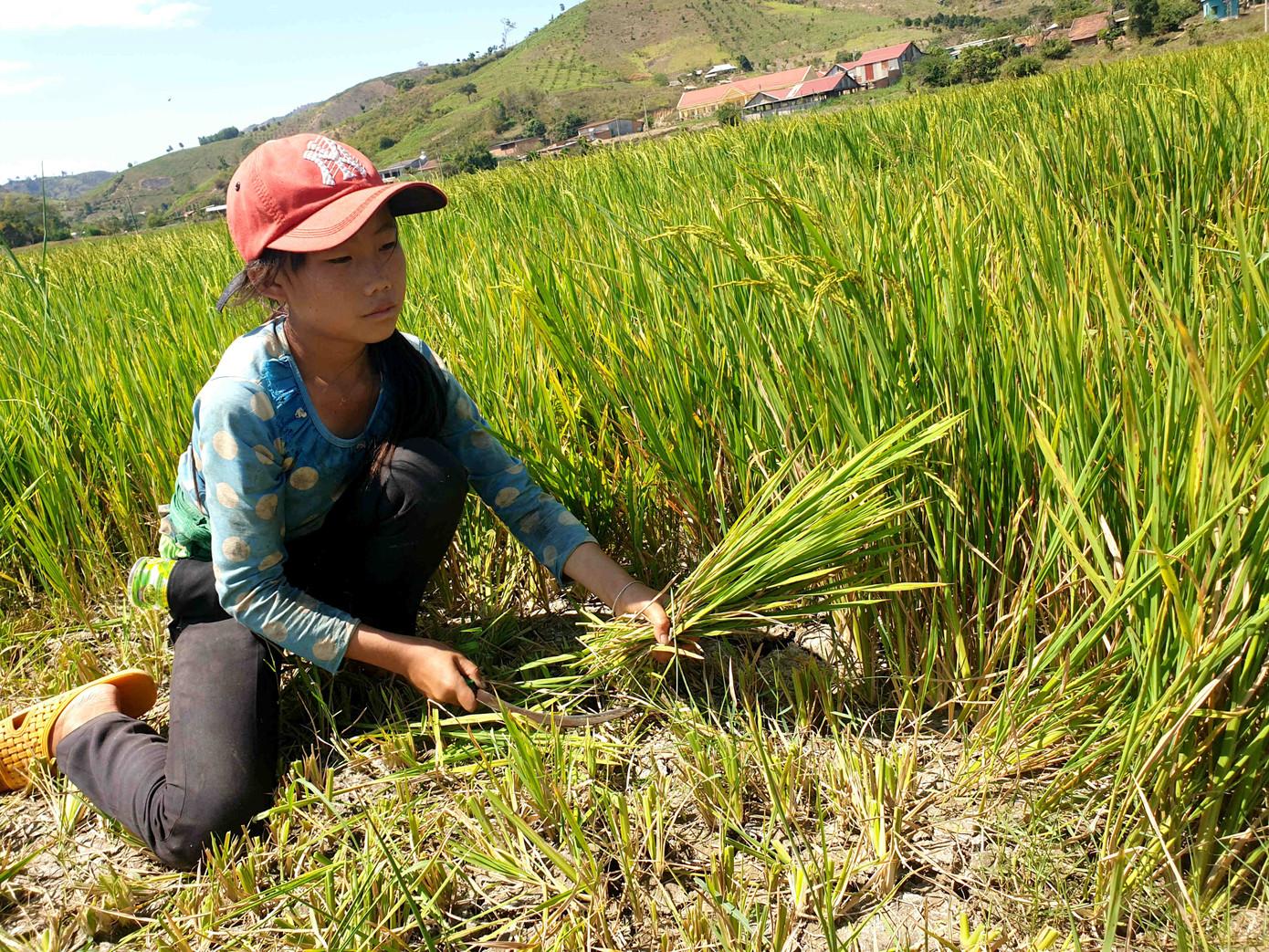 Tận thấy đồng đất cháy khô vì hạn hán ở Đắk Lắk ảnh 1