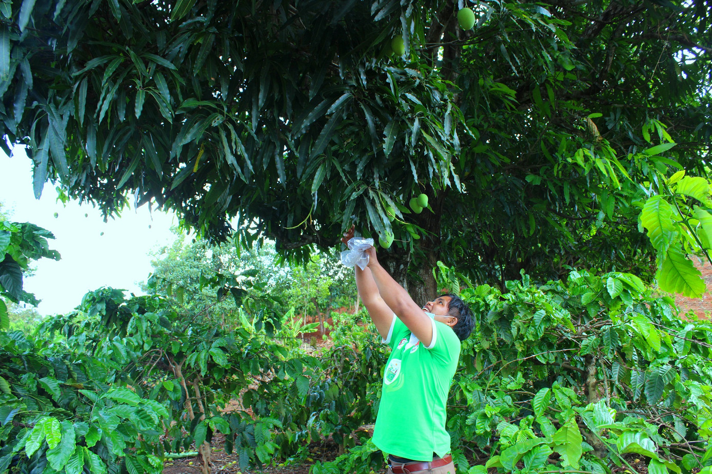 Độc lạ các loại trái cây rừng tràn xuống phố ảnh 5