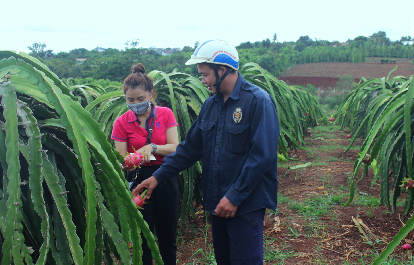 Nông dân Đắk Lắk điêu đứng vì thanh long rớt giá còn 2.000 đồng/kg ảnh 3