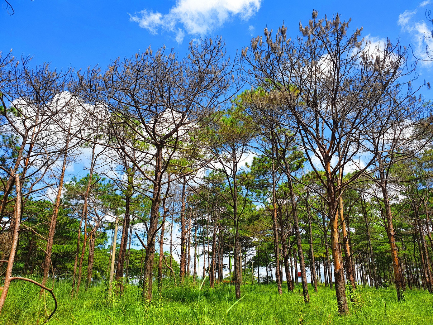 Kỷ luật hàng loạt cán bộ, rừng thông Đắk Nông vẫn bị bức tử ảnh 1