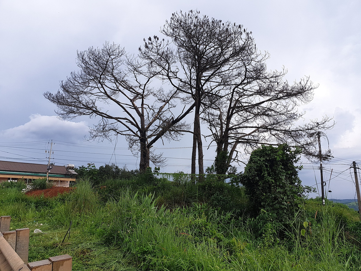 Kỷ luật hàng loạt cán bộ, rừng thông Đắk Nông vẫn bị bức tử ảnh 4