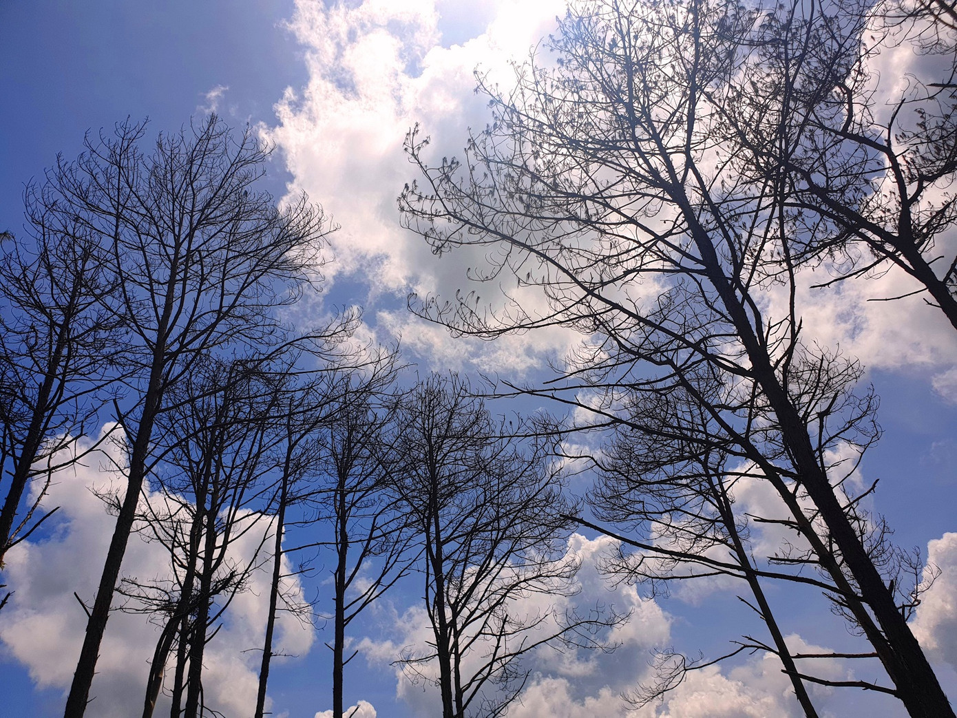 Kỷ luật hàng loạt cán bộ, rừng thông Đắk Nông vẫn bị bức tử ảnh 2