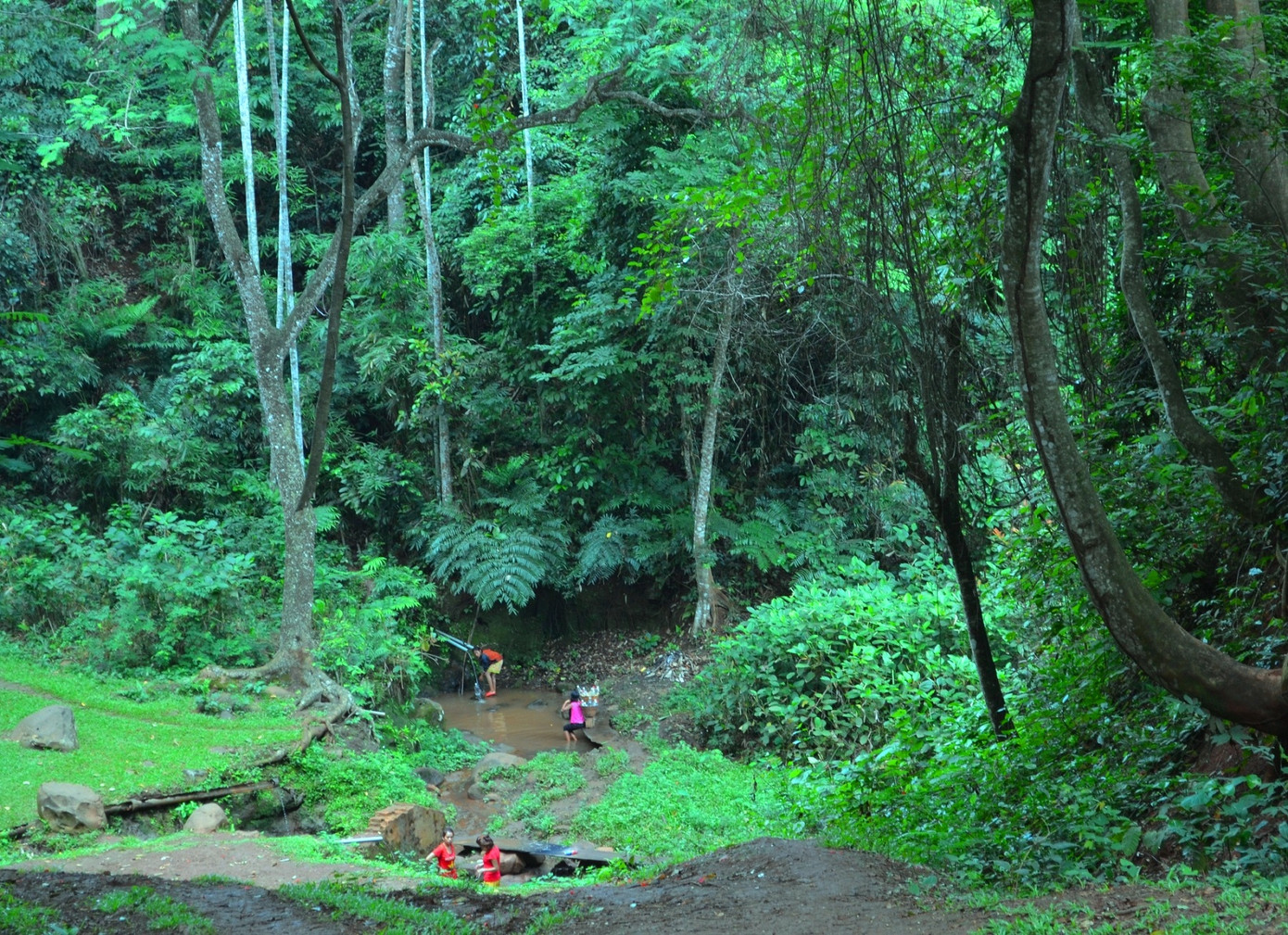 Kỳ lạ những bến nước giữa rừng nguyên sinh sát bên thành phố ảnh 3