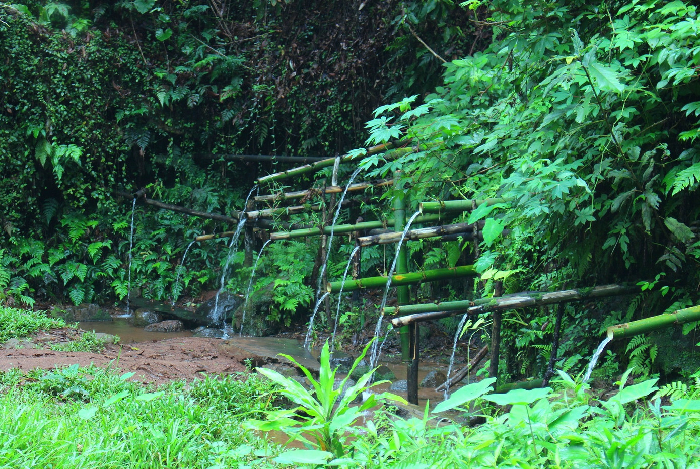 Kỳ lạ những bến nước giữa rừng nguyên sinh sát bên thành phố ảnh 5