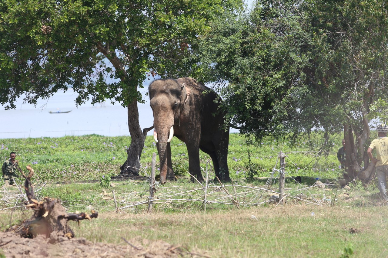 Vụ voi nhà quật chết người: Chấn chỉnh dịch vụ cưỡi voi ảnh 1