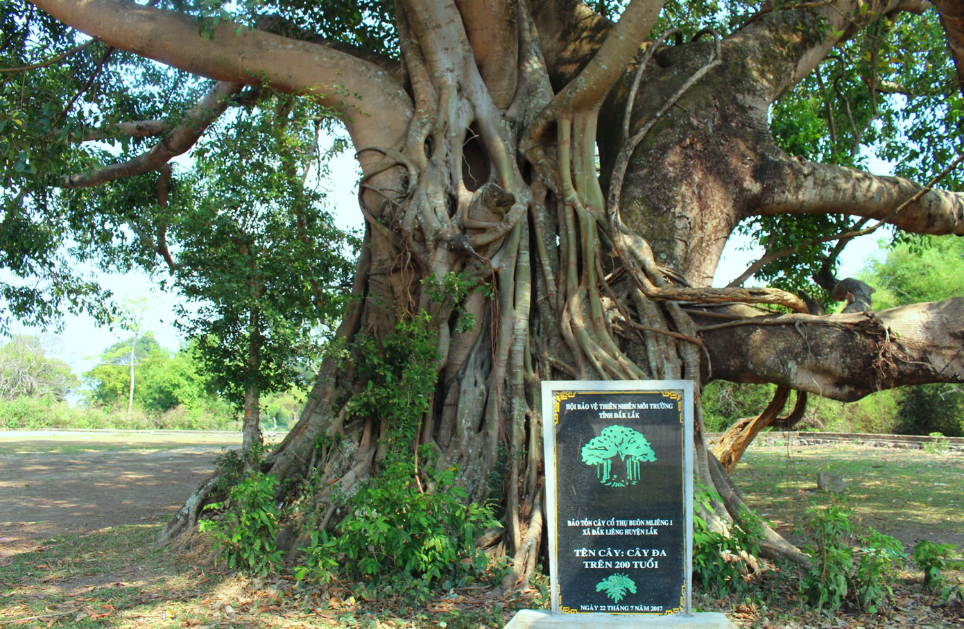 Kỳ lạ những chiếc ché trong 'rừng ma' ảnh 6