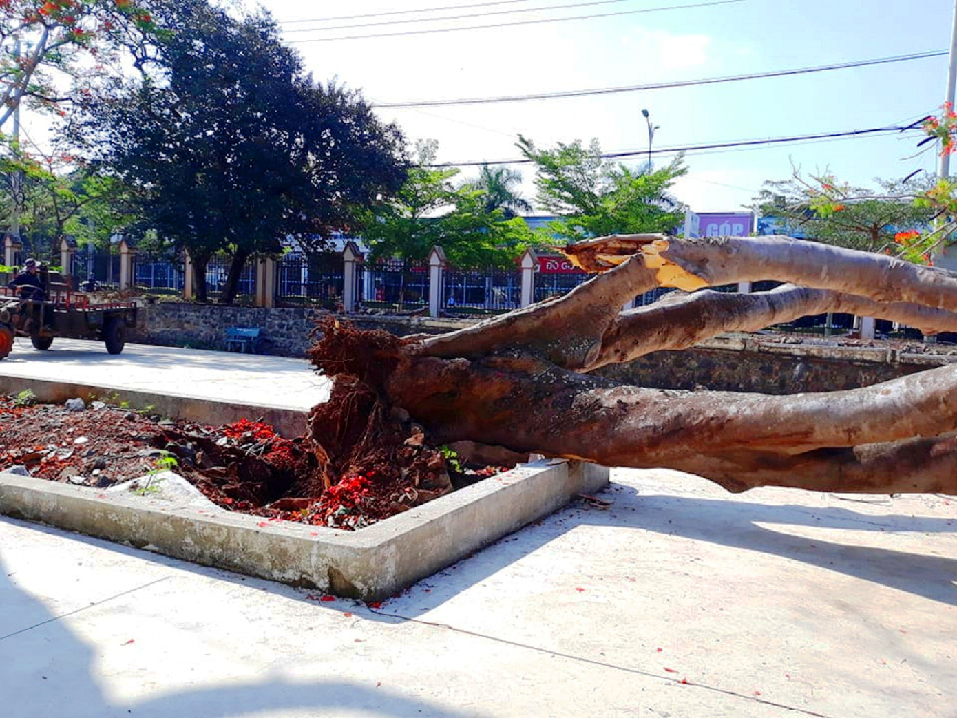 Phượng cổ thụ bật gốc ở Đắk Lắk: Đồng loạt kiểm tra các cây ảnh 2