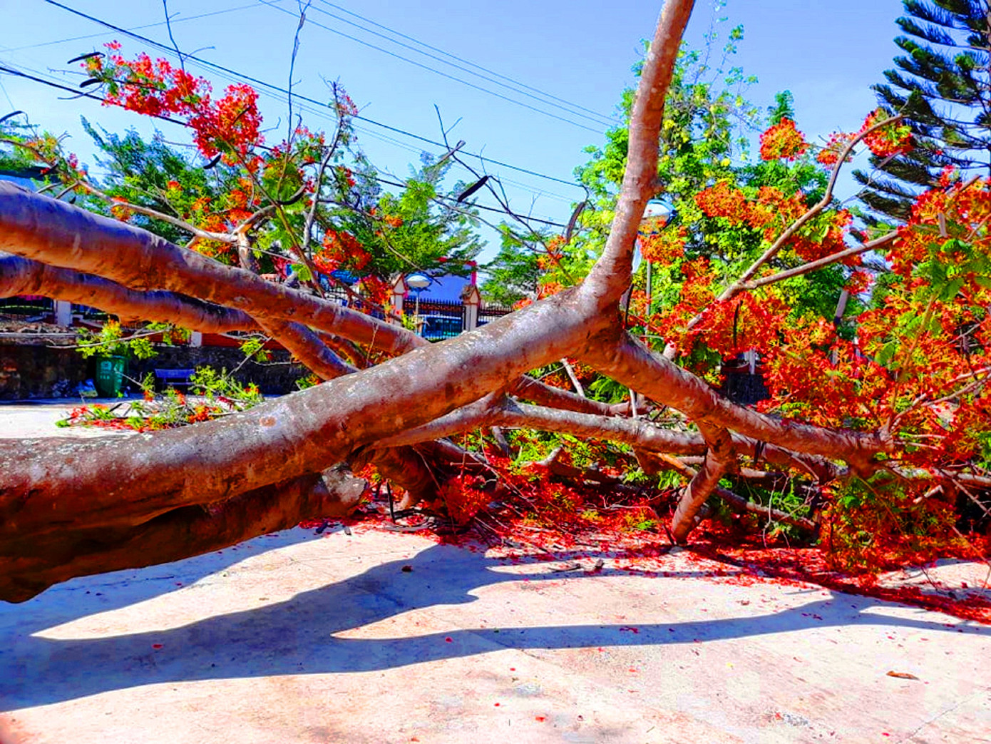 Phượng cổ thụ bật gốc ở Đắk Lắk: Đồng loạt kiểm tra các cây ảnh 1