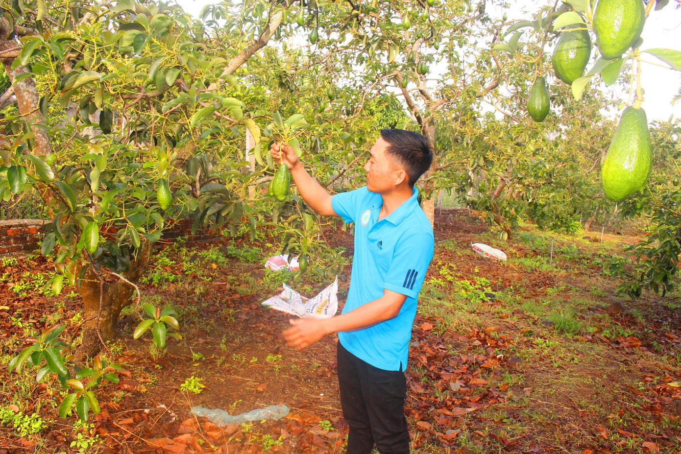 Hết trông chờ, ỷ lại, đưa hợp tác xã thành “đầu tàu” kinh tế tập thể ảnh 2