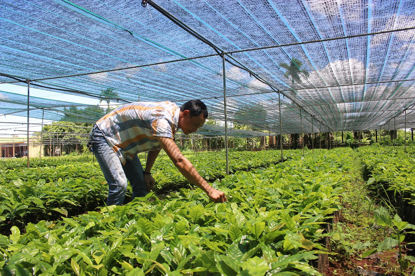 Hết trông chờ, ỷ lại, đưa hợp tác xã thành “đầu tàu” kinh tế tập thể ảnh 3