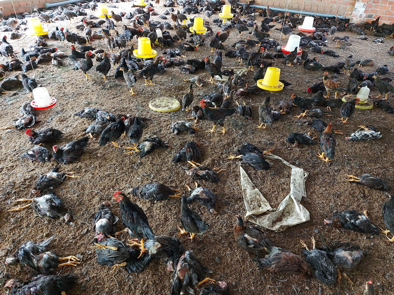  Vừa hết cách ly COVID, Buôn Ma Thuột lại công bố dịch cúm H5N6 ảnh 2