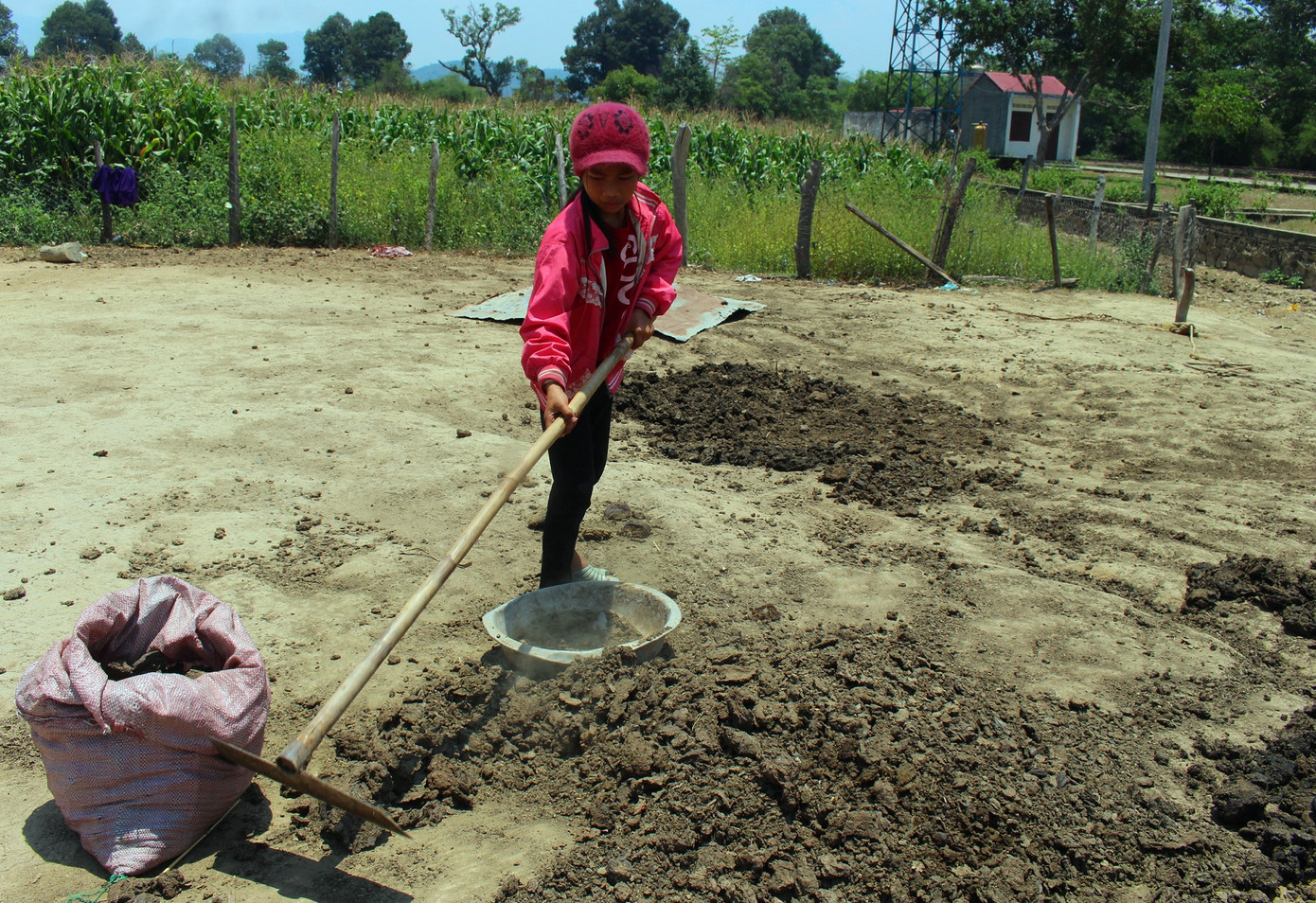 Người dân vùng sâu Đắk Lắk tăng thu nhập từ nghề... nhặt phân bò ảnh 1