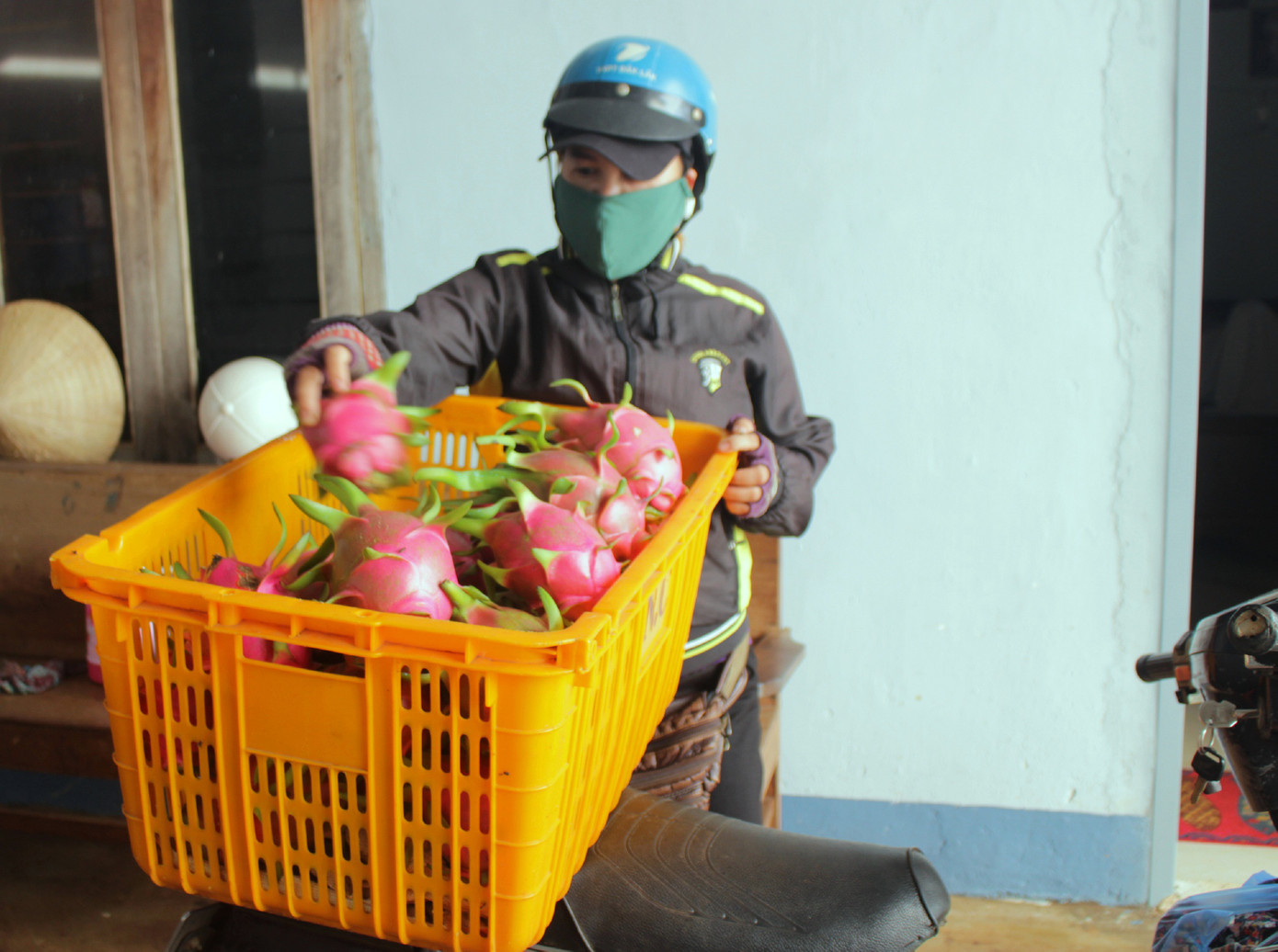 Nông dân Đắk Lắk điêu đứng vì thanh long rớt giá còn 2.000 đồng/kg ảnh 2