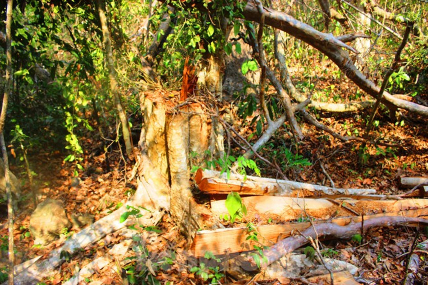 Để rừng Đắk Lắk bị tàn phá, giám đốc khu bảo tồn nhận trách nhiệm ảnh 1