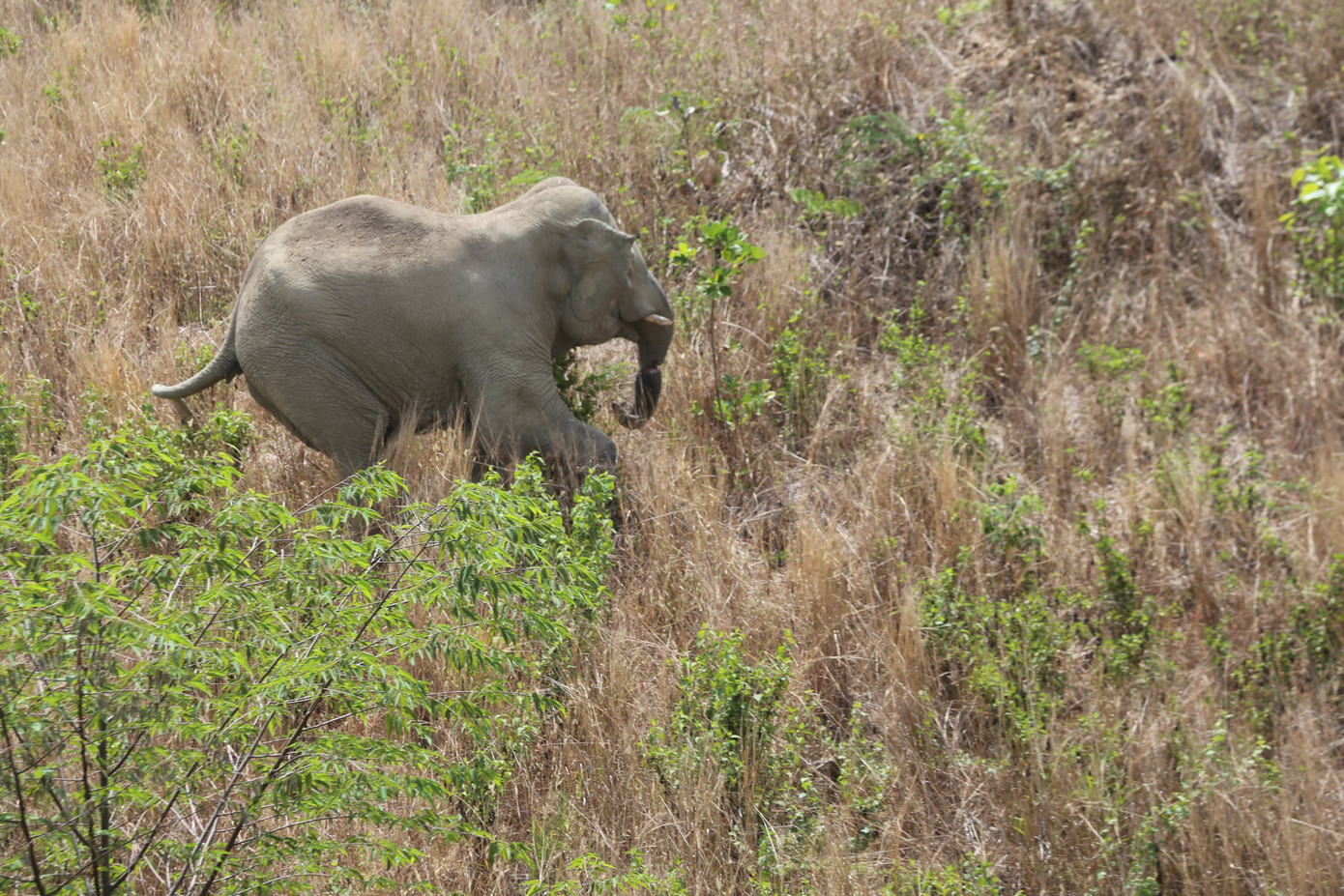 Bắn thuốc mê cứu hộ voi Cu Sứt lần 2 ảnh 2