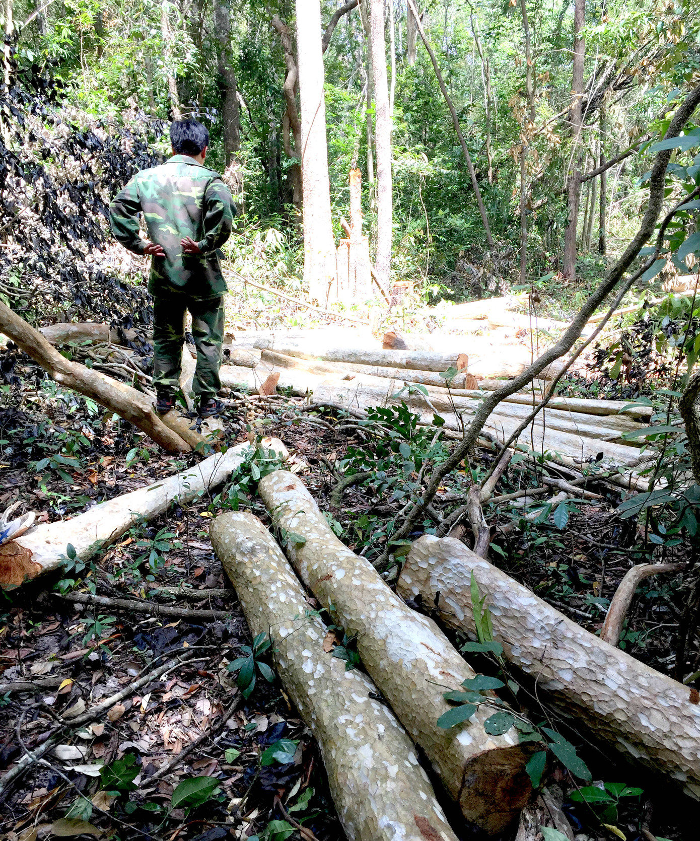 Lâm tặc đột kích phá rừng tại Khu Bảo tồn thiên nhiên ảnh 1