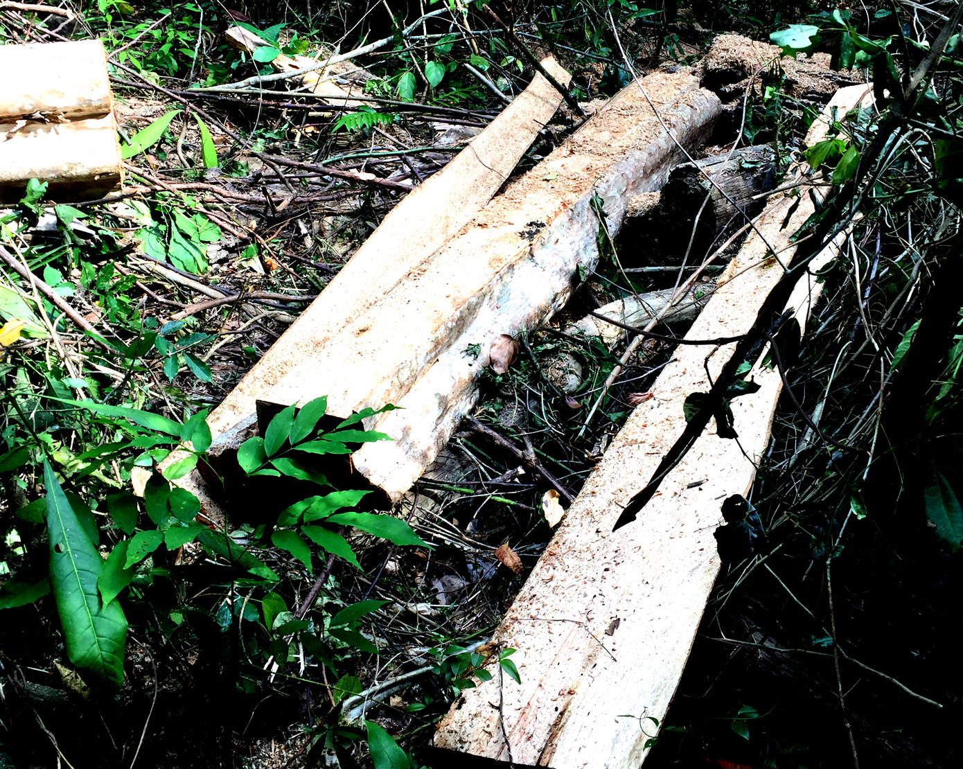 Lâm tặc đột kích phá rừng tại Khu Bảo tồn thiên nhiên ảnh 2