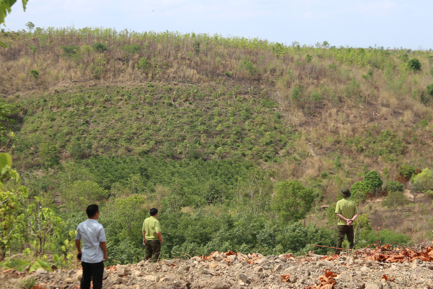 Bắn thuốc mê cứu hộ voi Cu Sứt lần 2 ảnh 3