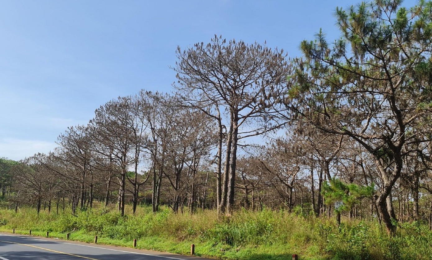 Hàng loạt thông non ở Đắk Nông lại bị chặt phá ảnh 3