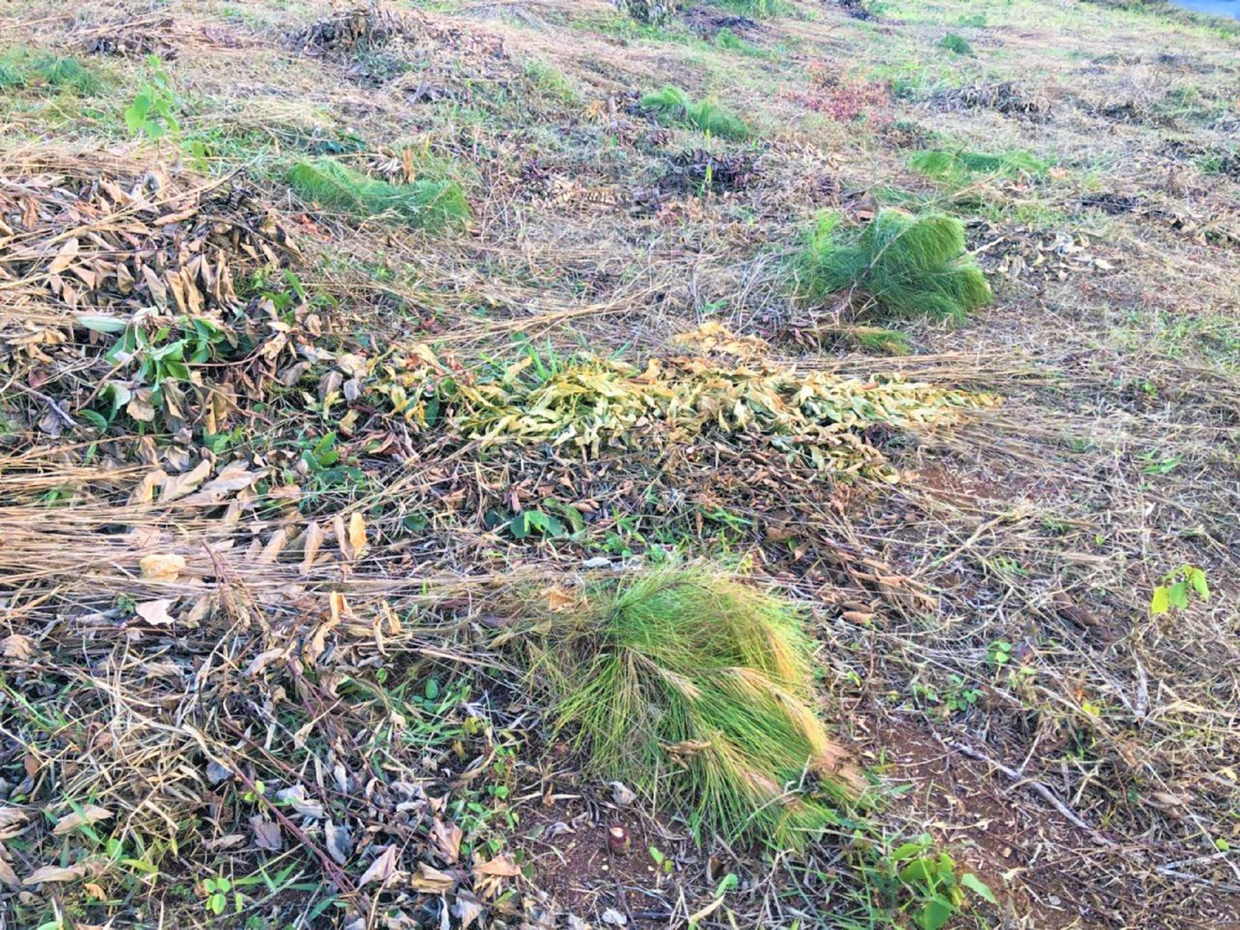 Hàng loạt thông non ở Đắk Nông lại bị chặt phá ảnh 2