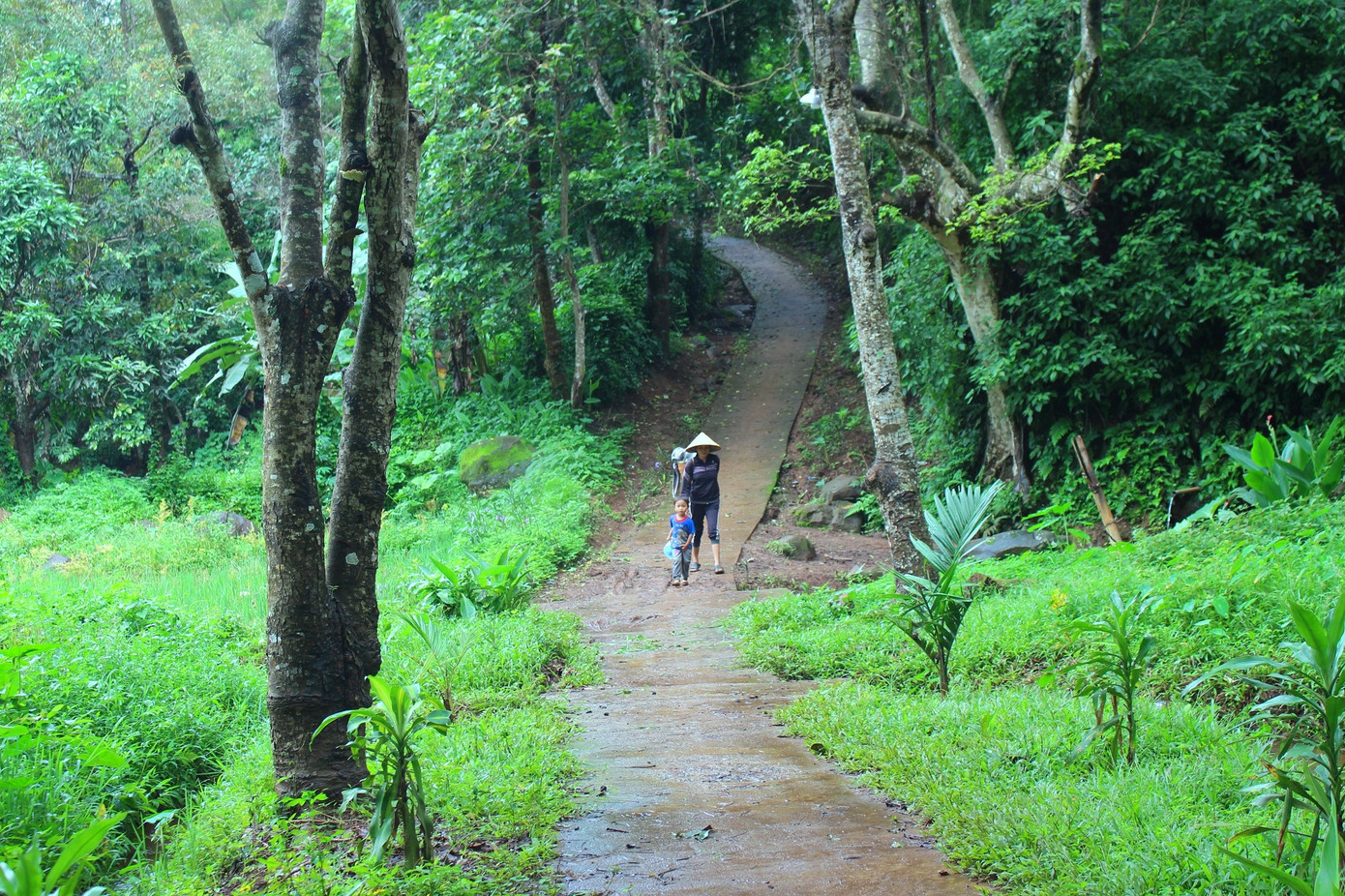 Kỳ lạ những bến nước giữa rừng nguyên sinh sát bên thành phố ảnh 4