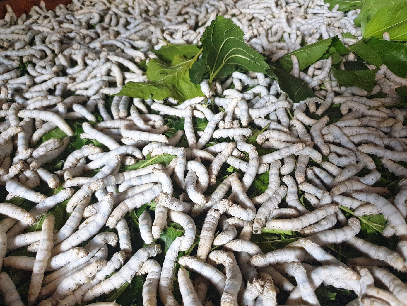 Sinh tồn trong thời tiết cực đoan ở lưu vực sông Sêrêpốk ảnh 4