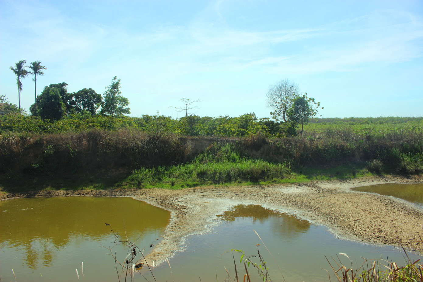 Đắk Lắk: Hơn năm nghìn hecta cây trồng “khát” nước ảnh 2