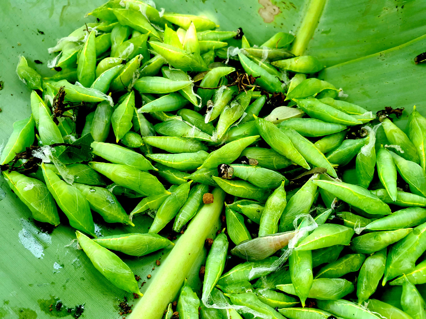 Rợn người món 'tôm rừng' Tây Nguyên ảnh 7