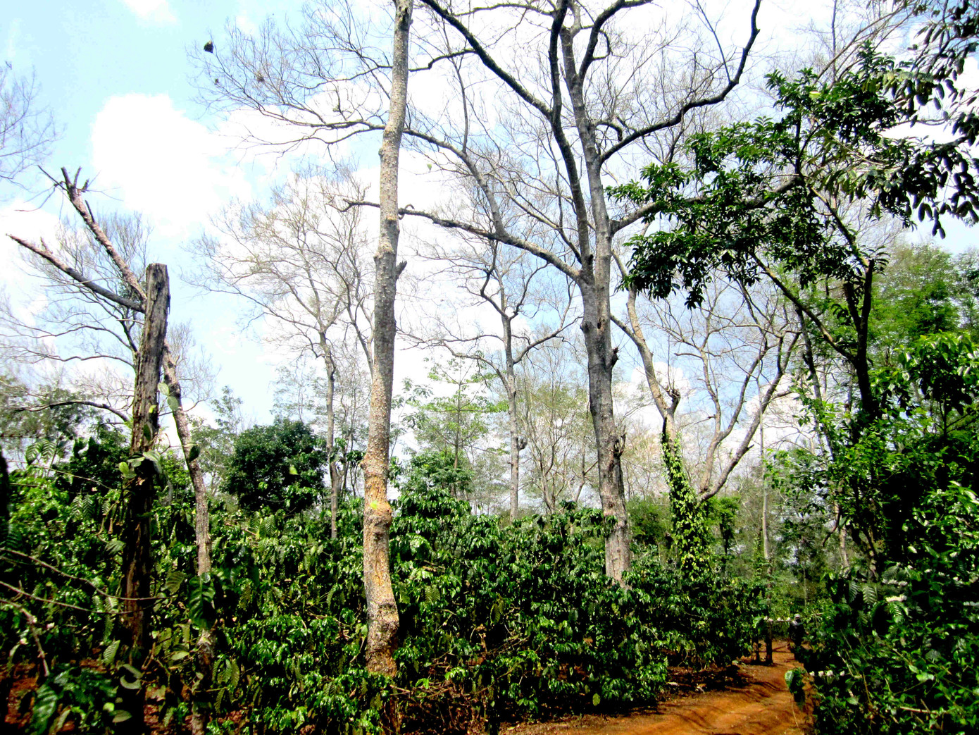 Rợn người món 'tôm rừng' Tây Nguyên ảnh 2