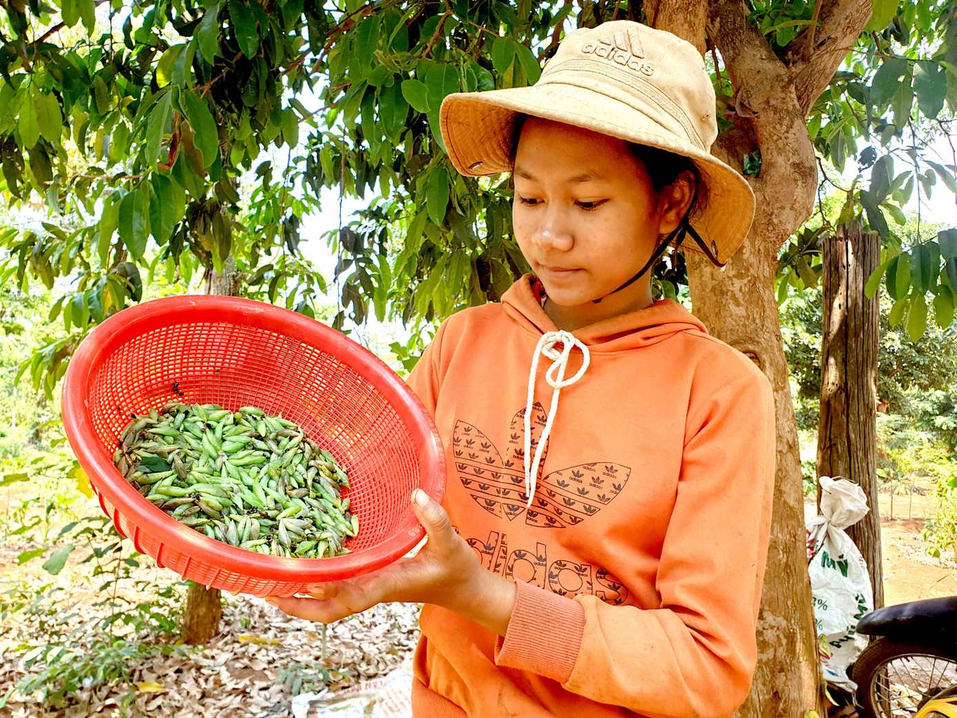 Rợn người món 'tôm rừng' Tây Nguyên ảnh 8