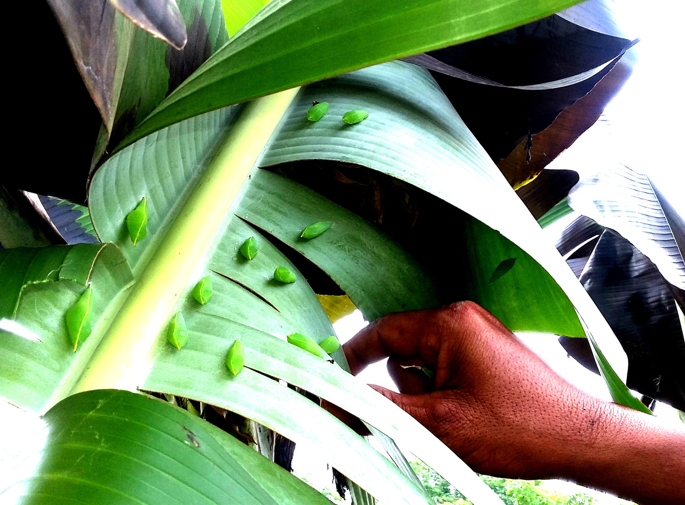 Rợn người món 'tôm rừng' Tây Nguyên ảnh 5