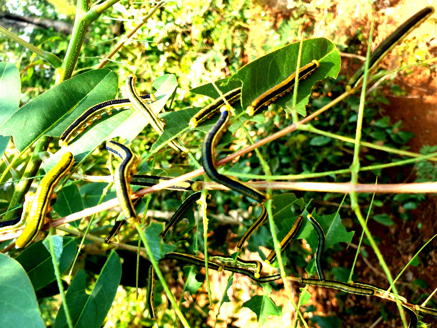 Rợn người món 'tôm rừng' Tây Nguyên ảnh 1