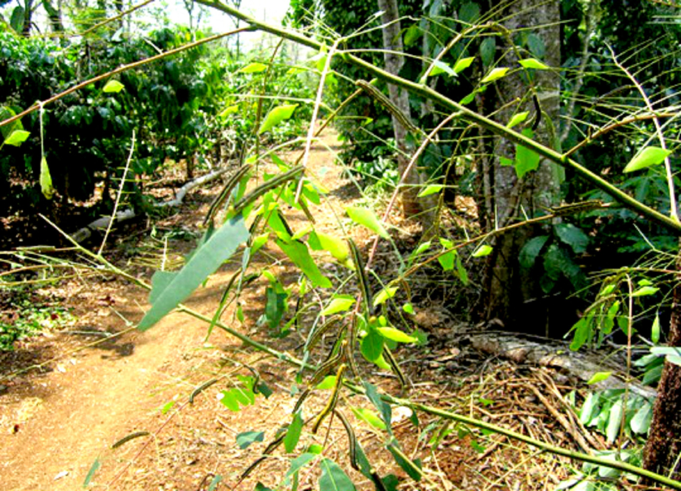 Rợn người món 'tôm rừng' Tây Nguyên ảnh 3