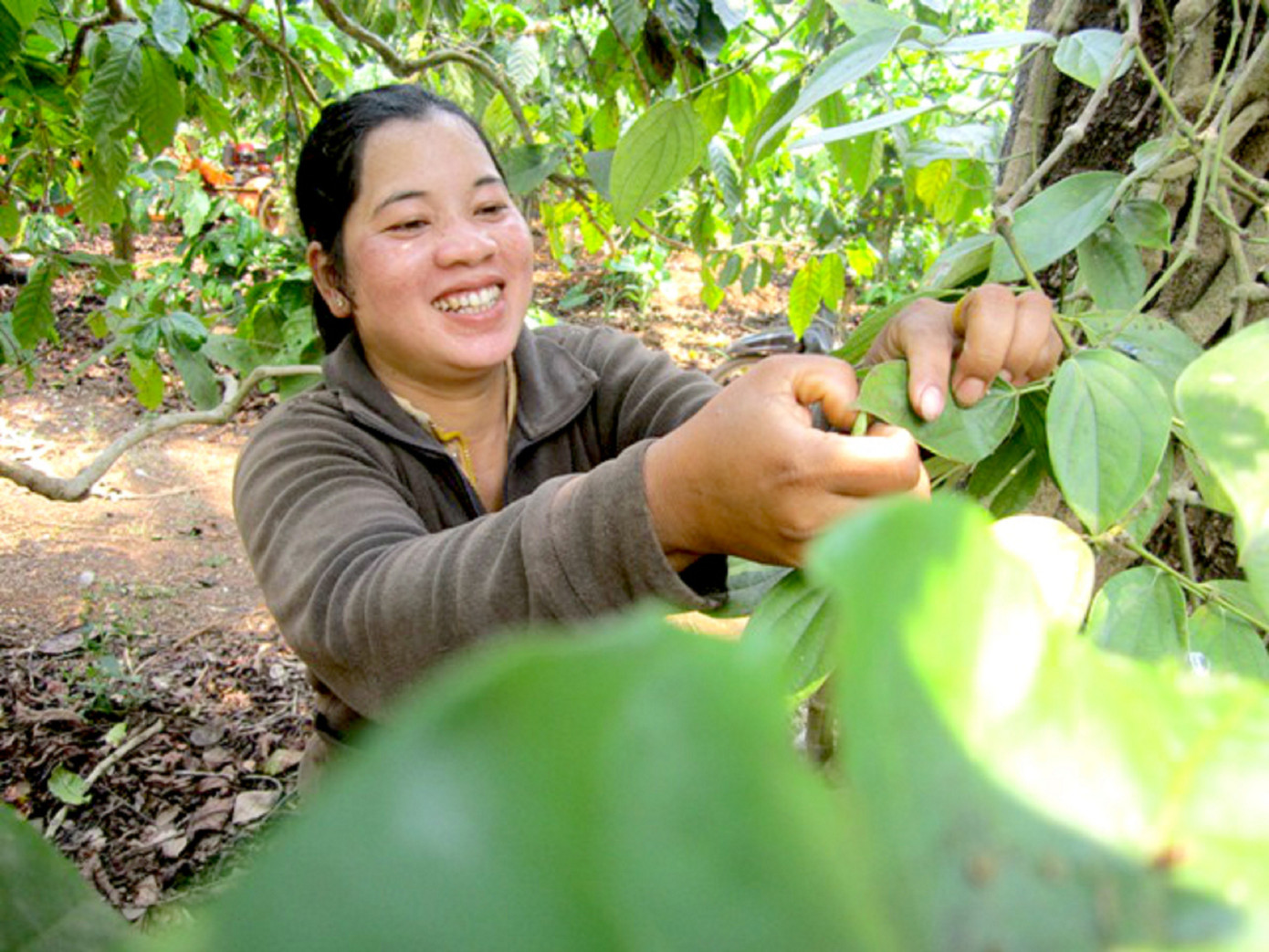 Rợn người món 'tôm rừng' Tây Nguyên ảnh 4