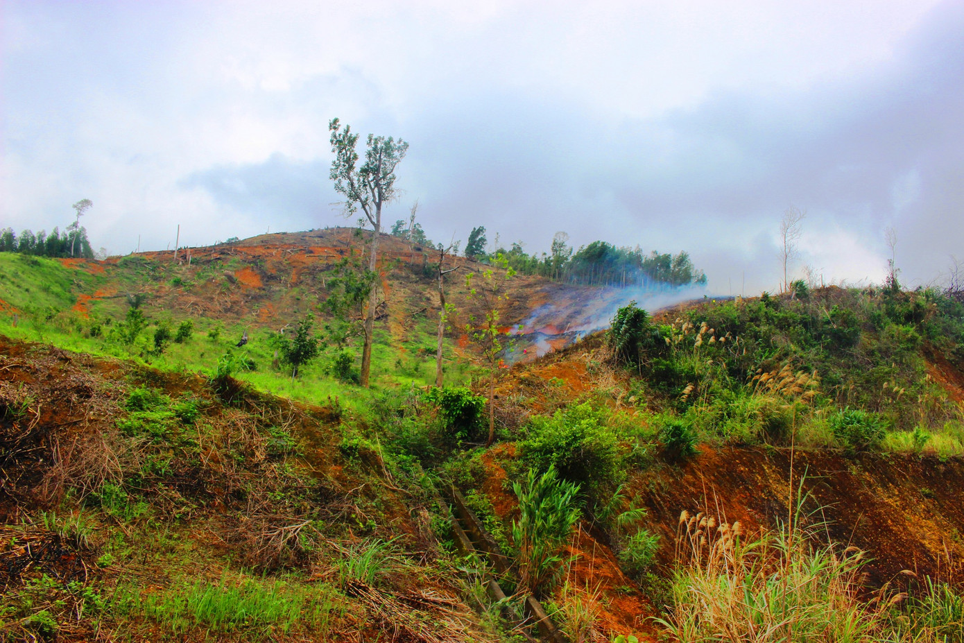 Bộ trưởng Nông nghiệp chủ trì hội thảo bảo vệ rừng tại nơi rừng bị phá nhiều nhất ảnh 1