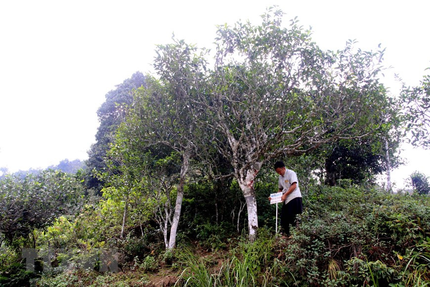 'Tứ đại danh trà' hấp dẫn hơn mây ảnh 2