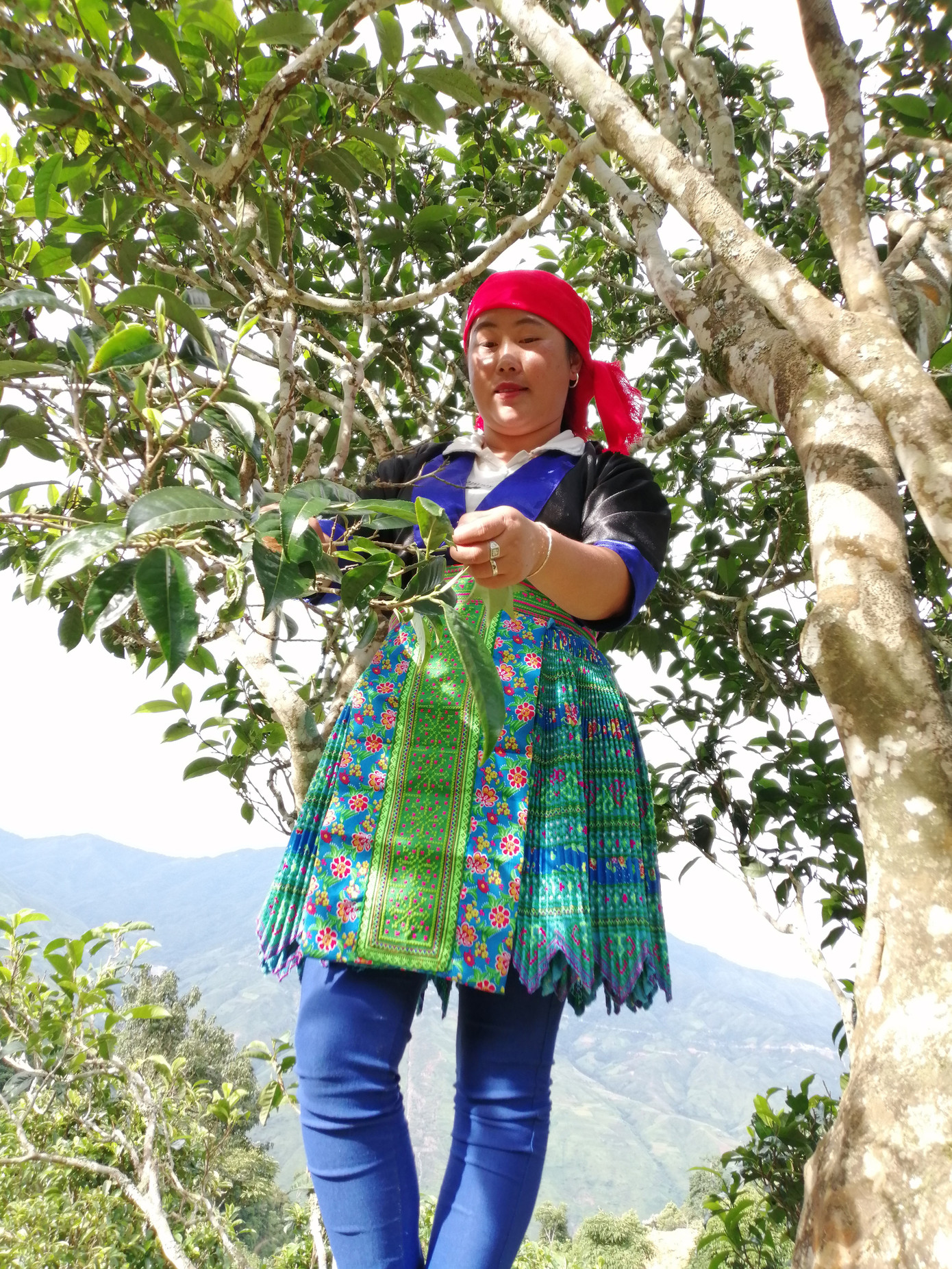 'Tứ đại danh trà' hấp dẫn hơn mây ảnh 1