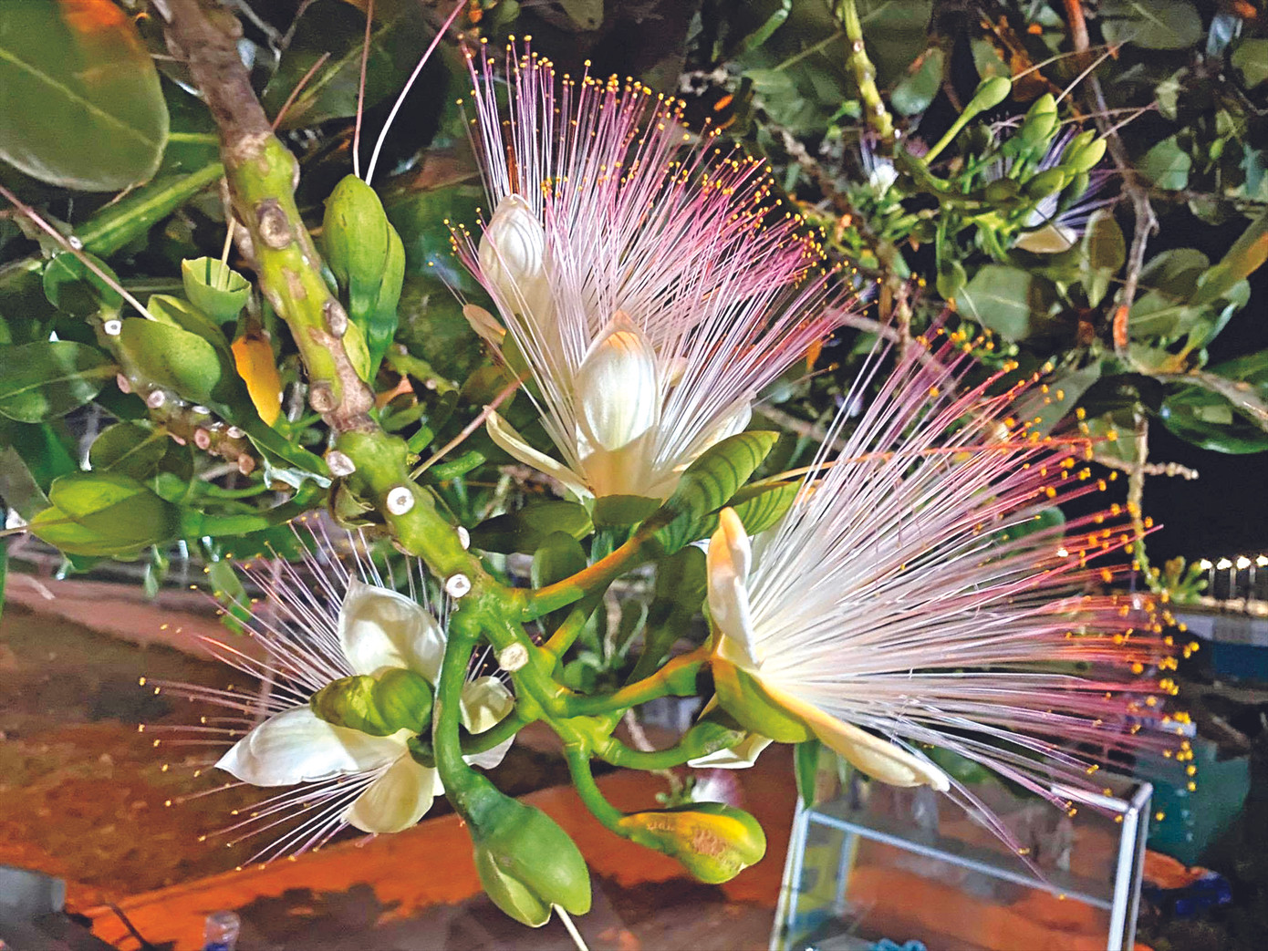 Lý Sơn tăng tốc cho Tiền Phong Marathon ảnh 2