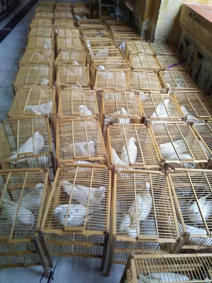 Góc khuất phóng sinh thời 'cô vi' ảnh 3