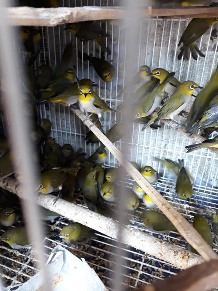 Góc khuất phóng sinh thời 'cô vi' ảnh 2