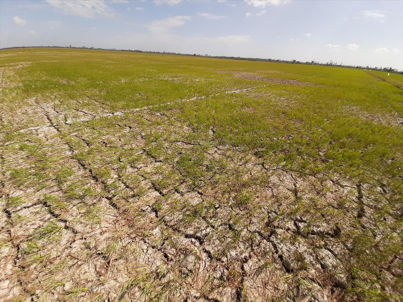 Ruộng đồng 'hấp hối' ảnh 2